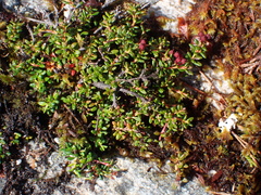 Kalmia procumbens