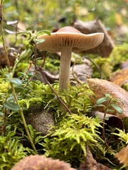 Cortinarius caperatus