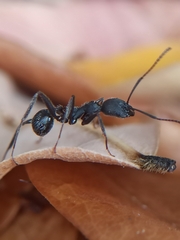 Aphaenogaster senilis