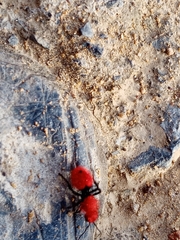 Dasymutilla erythrina