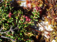 Kalmia procumbens