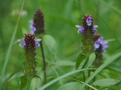 Prunella grandiflora