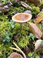 Cortinarius caperatus