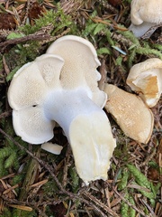 Hydnum washingtonianum