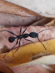 Aphaenogaster senilis