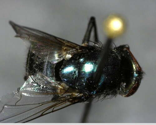 iNaturalist observation photo of Calyptrate Flies