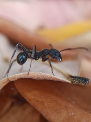 Aphaenogaster senilis