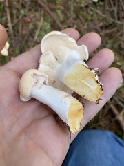 Hydnum washingtonianum