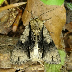 Acronicta alni