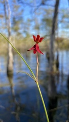 Asclepias lanceolata