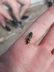 Nitidolimonius resplendens