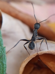 Aphaenogaster senilis