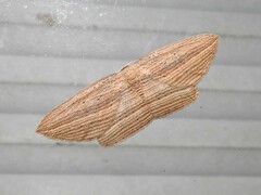 Epiphryne verriculata