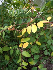 Apocynum cannabinum