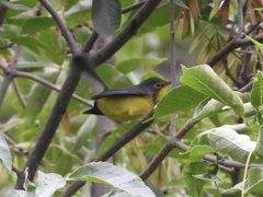 Cardellina canadensis