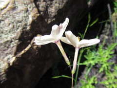 Ixia stenophylla
