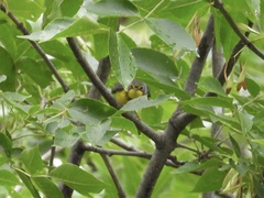 Cardellina canadensis