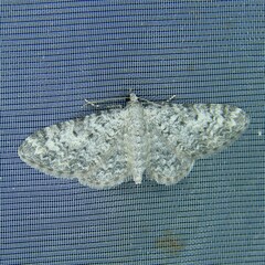 Eupithecia semigraphata