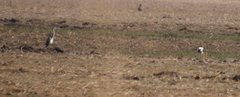 Ardea cinerea cinerea