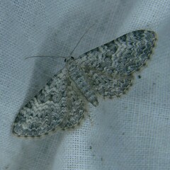 Eupithecia semigraphata