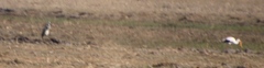 Ardea cinerea cinerea