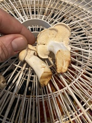 Hydnum washingtonianum