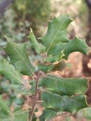 Quercus rotundifolia