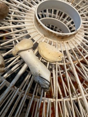 Hydnum washingtonianum