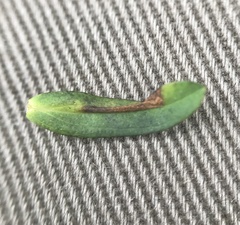 Caloptilia hypericella