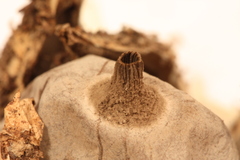Geastrum pectinatum