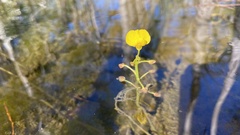 Utricularia foliosa