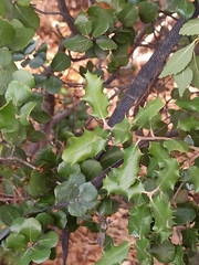 Quercus rotundifolia