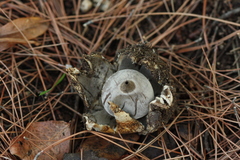 Geastrum pectinatum