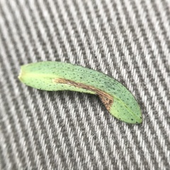 Caloptilia hypericella