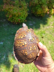 Terrapene carolina major