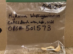 Hydnum washingtonianum