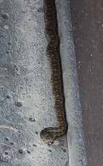 Pituophis catenifer catenifer