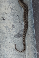 Pituophis catenifer catenifer