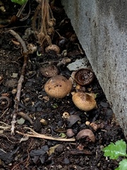 Pholiota terrestris