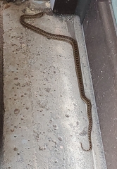 Pituophis catenifer catenifer