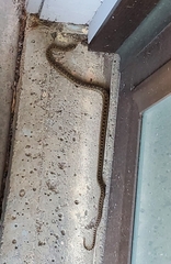 Pituophis catenifer catenifer