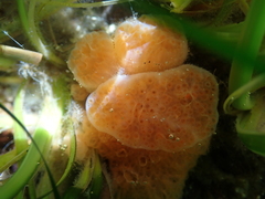 Aplidium californicum