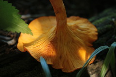 Omphalotus olearius