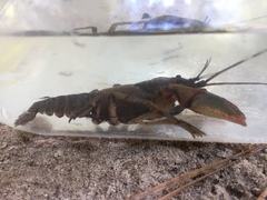 Cambarus howardi