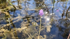 Utricularia purpurea