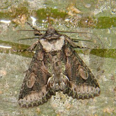 Allophyes oxyacanthae