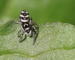 Salticus scenicus