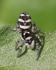 Salticus scenicus