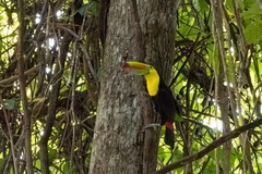 Ramphastos sulfuratus