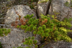 Pinus contorta contorta